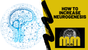 How To Increase Neurogenesis